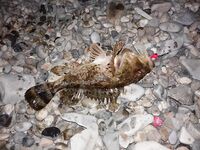 Кабардинка, пансионатный пляж: телескоп, джиг и неожиданный горбыль