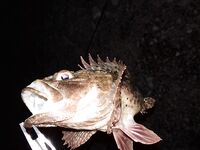 Кабардинка, пансионатный пляж: телескоп, джиг и неожиданный горбыль