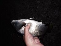 Кабардинка, пансионатный пляж: телескоп, джиг и неожиданный горбыль