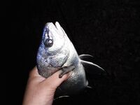 Кабардинка, пансионатный пляж: телескоп, джиг и неожиданный горбыль