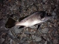 Кабардинка, пансионатный пляж: телескоп, джиг и неожиданный горбыль