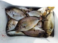 Новомихайловское: ночная скорпена и утренний конвейер по ласкирю на лодке