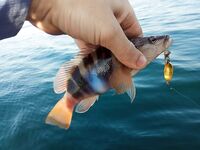 Новомихайловское: ночная скорпена и утренний конвейер по ласкирю на лодке