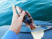 Новомихайловское: ночная скорпена и утренний конвейер по ласкирю на лодке