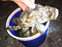 Новомихайловское: ночная скорпена и утренний конвейер по ласкирю на лодке