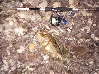 Новомихайловское: ночная скорпена и утренний конвейер по ласкирю на лодке