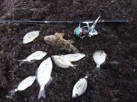 Новомихайловское: ночная скорпена и утренний конвейер по ласкирю на лодке