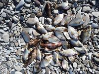 Новомихайловское: ночная скорпена и утренний конвейер по ласкирю на лодке