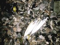 Абхазия, Лдзаа: ночная ставрида со счёта двенадцать и коптильня к утру