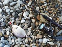 Утро в карасёвом прибое на Чёрном море, последний день перед поездом