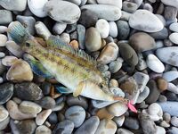 Утро в карасёвом прибое на Чёрном море, последний день перед поездом