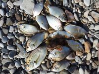 Утро в карасёвом прибое на Чёрном море, последний день перед поездом