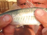 Пирс и поплавок: креветка и мидия, днём окунёт, вечером ставридка — три десятка рыбы