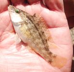 Пирс и поплавок: креветка и мидия, днём окунёт, вечером ставридка — три десятка рыбы