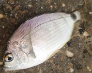 Пирс и поплавок: креветка и мидия, днём окунёт, вечером ставридка — три десятка рыбы