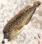 Пирс и поплавок: креветка и мидия, днём окунёт, вечером ставридка — три десятка рыбы