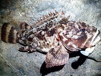 Ночной рокфишинг: камни, кренки с шариками и поиск точек вместо ожидания