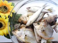 Дивноморское без насадок и с насадкой: самодур, поплавок и осторожный дракончик