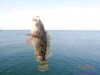 Дивноморское без насадок и с насадкой: самодур, поплавок и осторожный дракончик