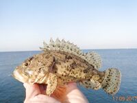 Дивноморское без насадок и с насадкой: самодур, поплавок и осторожный дракончик