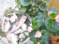 Дивноморское без насадок и с насадкой: самодур, поплавок и осторожный дракончик