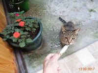 Дивноморское без насадок и с насадкой: самодур, поплавок и осторожный дракончик