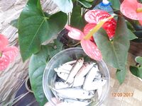 Дивноморское без насадок и с насадкой: самодур, поплавок и осторожный дракончик