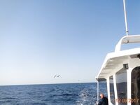 Дивноморское без насадок и с насадкой: самодур, поплавок и осторожный дракончик