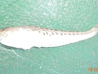 Дивноморское без насадок и с насадкой: самодур, поплавок и осторожный дракончик