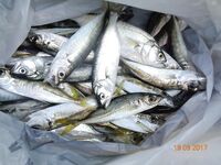 Дивноморское без насадок и с насадкой: самодур, поплавок и осторожный дракончик