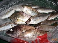 Дивноморское без насадок и с насадкой: самодур, поплавок и осторожный дракончик