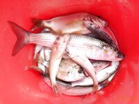 Дивноморское без насадок и с насадкой: самодур, поплавок и осторожный дракончик