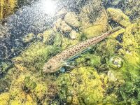 Севастопольские летние сессии: солнце жарит, вода прохладная, а клев бодрит