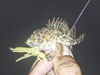 Севастопольские летние сессии: солнце жарит, вода прохладная, а клев бодрит