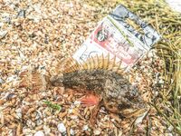 Севастопольские летние сессии: солнце жарит, вода прохладная, а клев бодрит