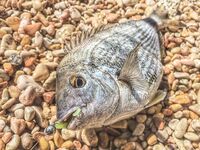 Севастопольские летние сессии: солнце жарит, вода прохладная, а клев бодрит