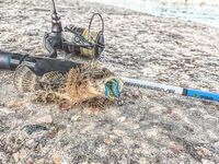 Севастопольские летние сессии: солнце жарит, вода прохладная, а клев бодрит