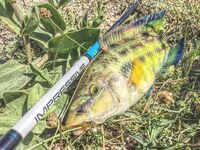 Севастопольские летние сессии: солнце жарит, вода прохладная, а клев бодрит