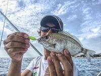 Севастопольские летние сессии: солнце жарит, вода прохладная, а клев бодрит