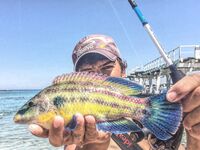 Севастопольские летние сессии: солнце жарит, вода прохладная, а клев бодрит