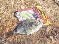 Севастопольские летние сессии: солнце жарит, вода прохладная, а клев бодрит