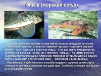 Тригла как редкий трофей: чаще видим на базаре, чем на конце нашей снасти