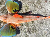 Тригла как редкий трофей: чаще видим на базаре, чем на конце нашей снасти