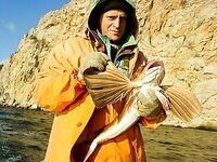 «Вот такая зверюга»: короткая встреча с морским колючим гостем на камнях