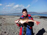 «Вот такая зверюга»: короткая встреча с морским колючим гостем на камнях