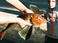 «Вот такая зверюга»: короткая встреча с морским колючим гостем на камнях