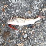 Сочи на рассветах и закатах: десятки поклёвок, весь улов обратно и просьба к местным