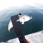 Сочи на рассветах и закатах: десятки поклёвок, весь улов обратно и просьба к местным