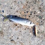 Сочи на рассветах и закатах: десятки поклёвок, весь улов обратно и просьба к местным