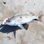 Сочи на рассветах и закатах: десятки поклёвок, весь улов обратно и просьба к местным